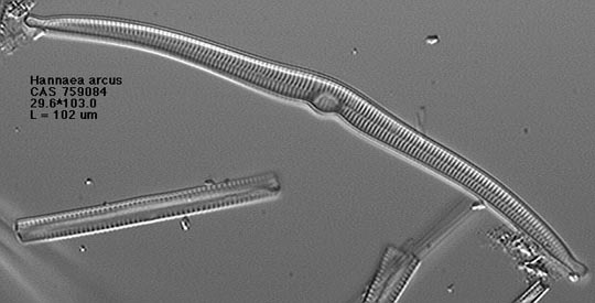 a photo of hannaea arcus