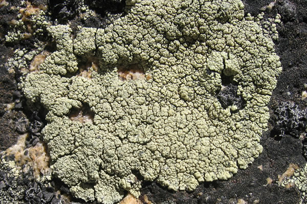 a photo of Lecanora thomsonii