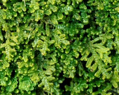 a photo of Lepidozia reptans