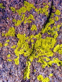 Photo of lichen Pleopsidium on rock surface