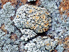 Photo of Lichen Rhizoplaca chrysoleuca growing on the surface of a rock.