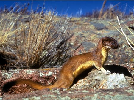 long-tailed weasel stands on a rock