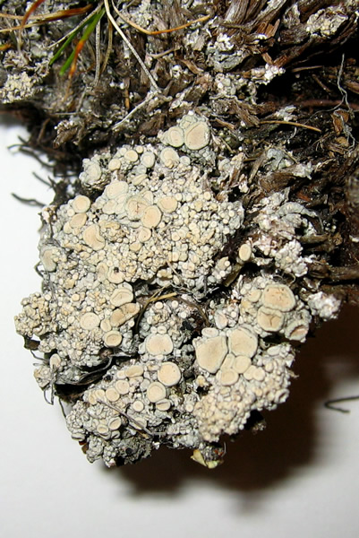 a photo of Ochrolechia upsaliensis