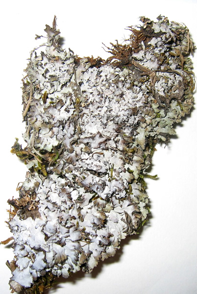 a photo of Physconia muscigena