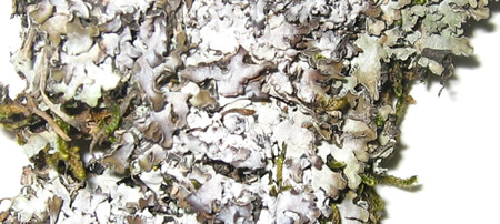 a photo of detail of physconia muscigena