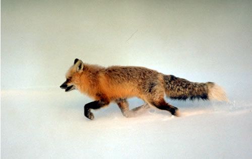 a photo of a red fox