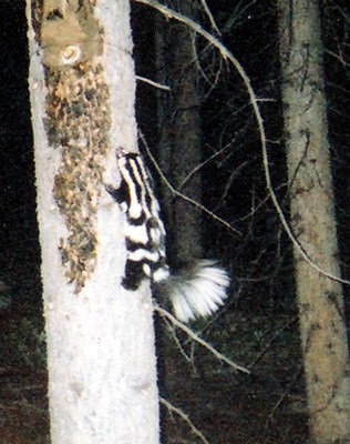 Western Spotted Skunk - Rocky Mountain National Park (U.S. 