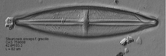 a photo of Stauroneis anceps
