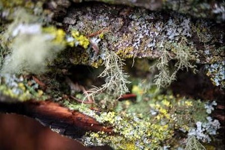 Photo of lichen Usnea laponica growing on the surface of a branch.