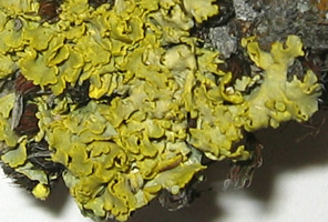 a photo of detail of vulpicida_tilesii