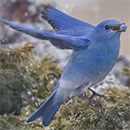 Mountain bluebird flying with juniper berry in beak
