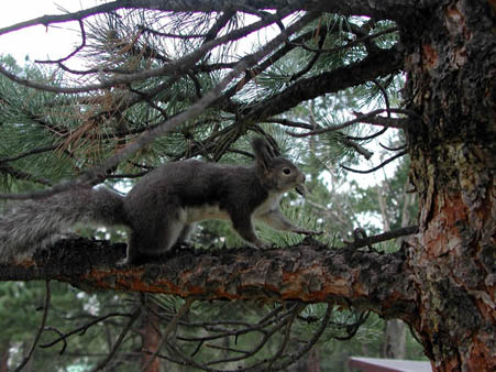 Photo Aberts Squirrel in a tree at Rocky Mountain National Park