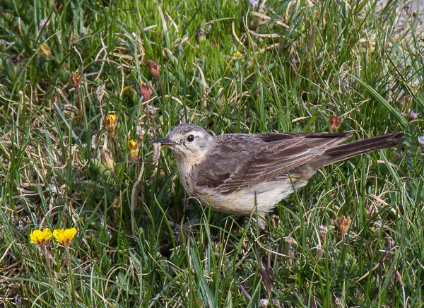 American Pipit forages in the tundra at the Rock Cut along Trail Ridge Road