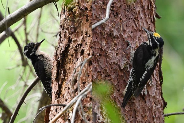 Left: American Three-toed Woodpecker female. Right: American Three-toed Woodpecker male. Both on tree trunks
