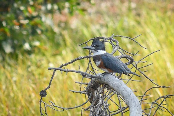 Female Belted Kingfisher perched on branches along the shore of Sprague Lake.