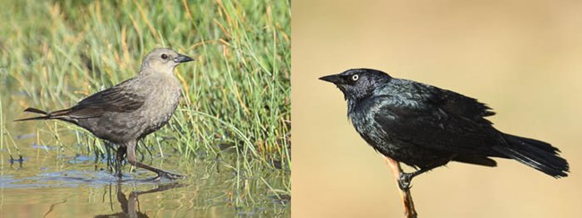 Left: female Brewer's Blackbird in a puddle of water. Right: male Brewer's Blackbird on a twig.