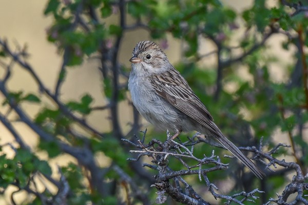 Brewer's Sparrow in wax currant bush