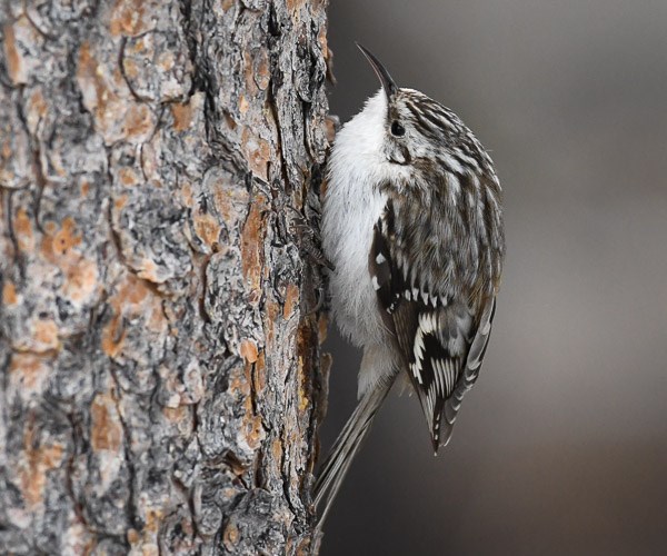 Brown Creeper on the trunk of a Ponderosa Pine tree.