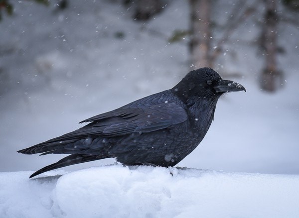 Common Raven in the snow at Hidden Valley.