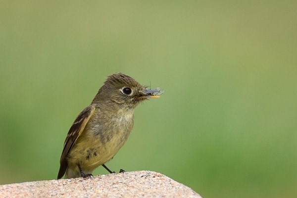 Cordilleran Flycatcher with insects