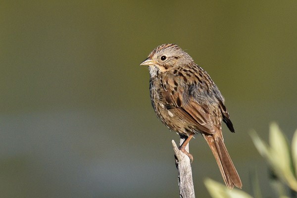Lincoln's Sparrow on a dead twig