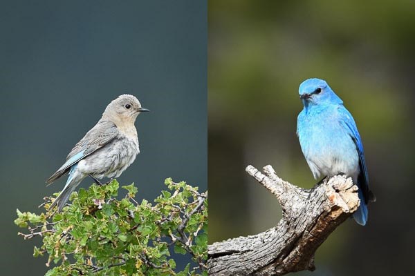 Left: female Mountain Bluebird on Wax Currant bush. Right: male Mountain Bluebird perched on a dead tree branch.