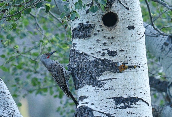 Male Northern Flicker near nest hole in aspen tree.