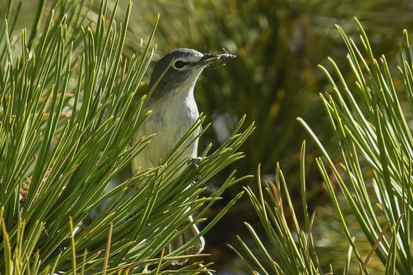 Plumbeous Vireo in a Ponderosa pine tree with insect.