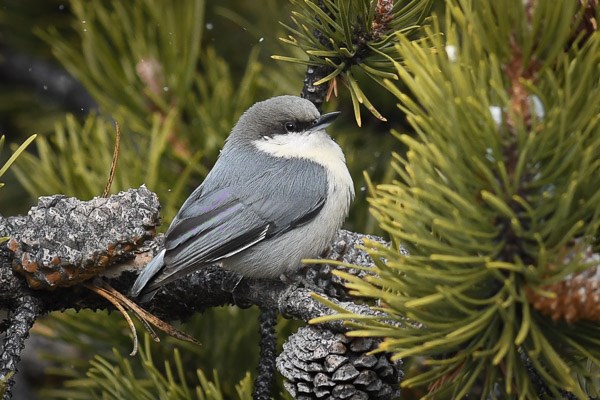 Pygmy Nuthatch in lodgepole pine tree during a light snow.