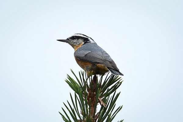 Red-breasted Nuthatch at the top of a Ponderosa pine tree.