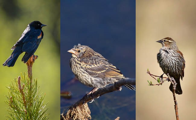Left: male Red-winged Blackbird. Middle: juvenile Red-winged Blackbird. Right: female Red-winged Blackbird.