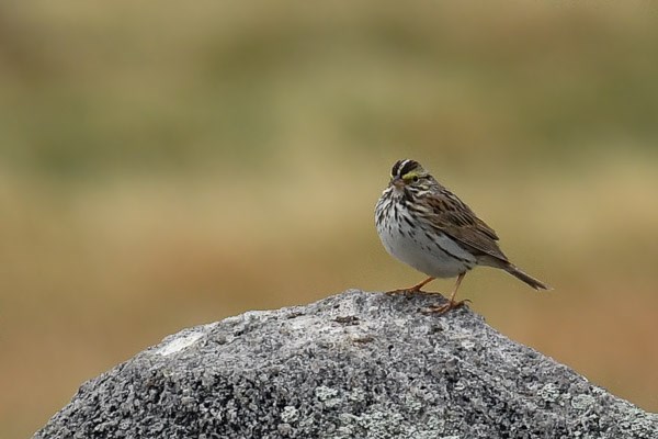 Savannah Sparrow on a rock in Moraine Park.