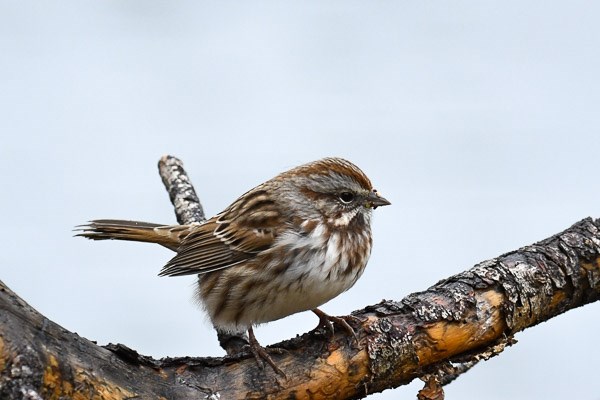 Song Sparrow at Sprague Lake.