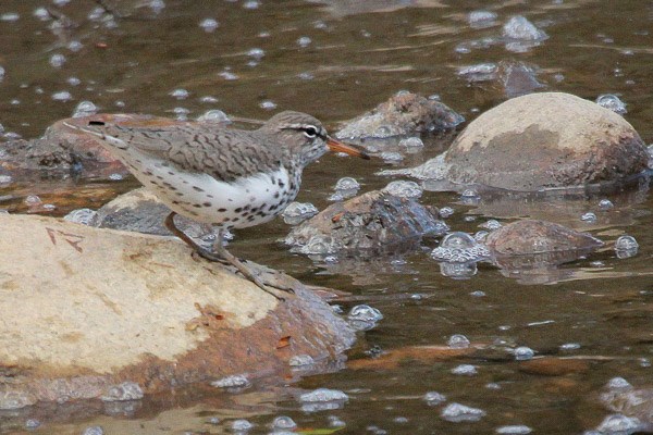 Spotted Sandpiper on a rock in bubbling a stream
