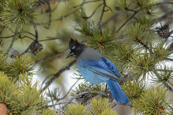 Steller's Jay in lodgepole pine tree during a light snow.