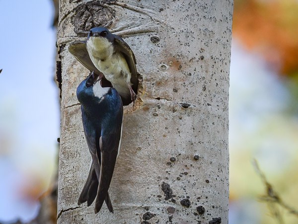 A pair of Tree Swallows at nest site in Aspen tree.
