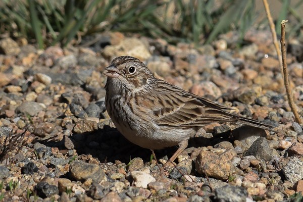 Vesper Sparrow on the ground in Horseshoe Park.