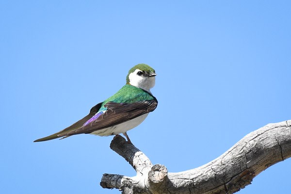 Male Violet-green Swallow on bare branch.