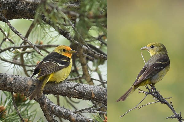 Left: male Western Tanager in ponderosa pine tree. Right: female Western Tanager on a branch in a meadow.