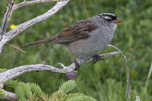 White-crowned Sparrow on branch.