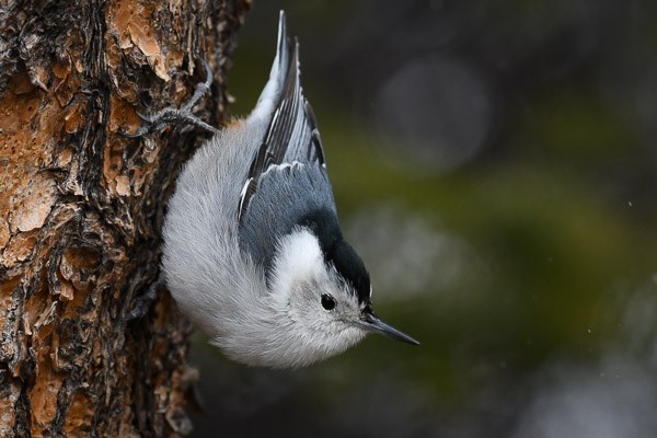 White-breasted Nuthatch climbing down a tree trunk during a light snow.