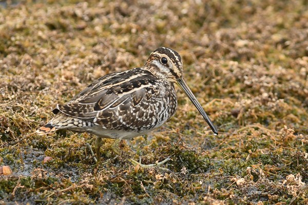 Wilson's Snipe in the grasses at Lily Lake