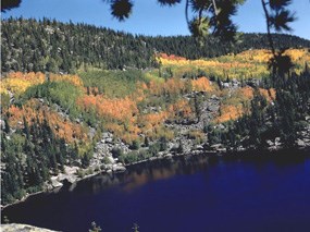 a photo of a hillside of aspen trees in the fall
