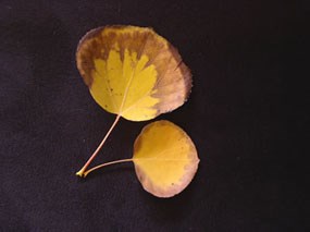 a photo of aspen leaves in the fall