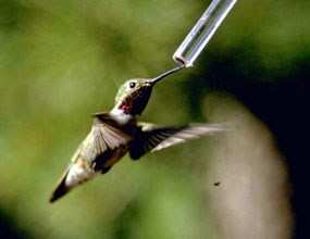 a photo of a hummingbird