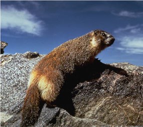 a photo of a marmot