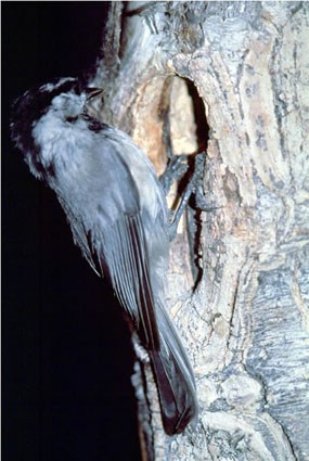 a photo of a mountain chickadee