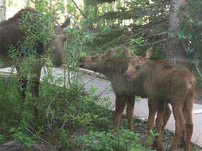 moose_kawuneeche_visitor_center.jpg?maxwidth\u003d650\u0026autorotate\u003dfalse