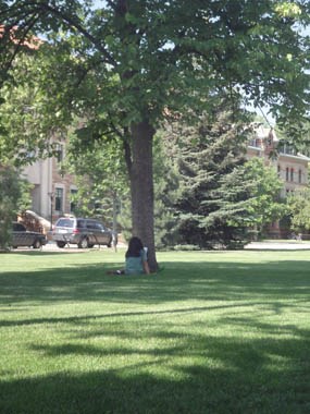 Photo student sitting under tree at University of Colorado