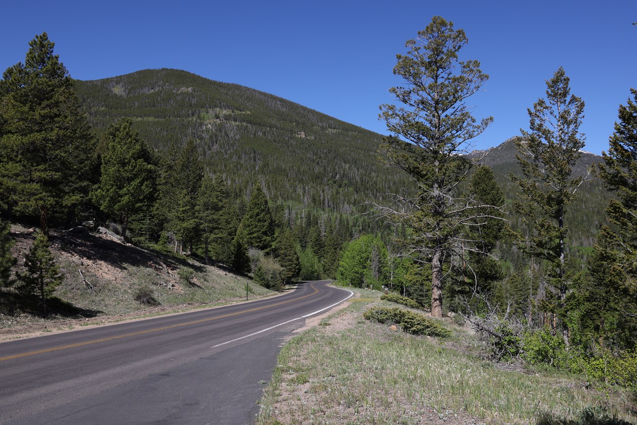 Section of Road in RMNP during Summer. The paved road is lined with green evergreen and aspen trees.